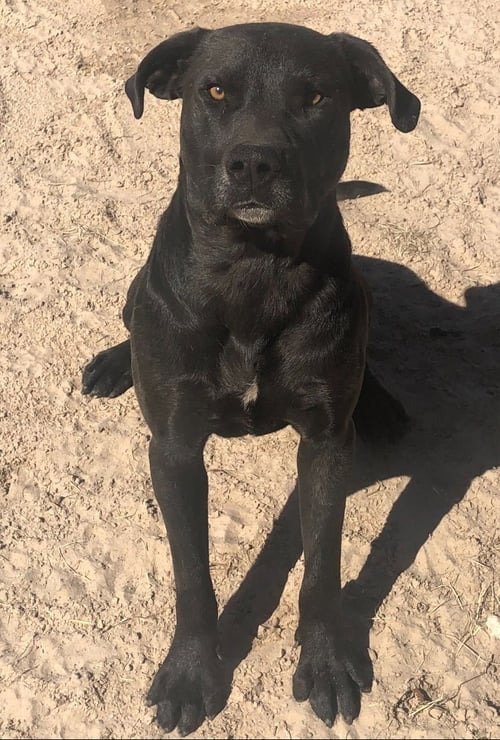 SCOUT - Labrador Retriever available for adoption
