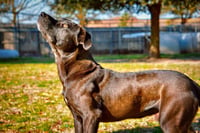Scout - Photo 3