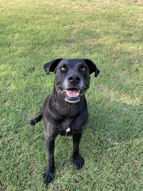 SCOUT - Labrador Retriever available for adoption