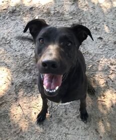 MJ - Shepherd / Labrador Retriever available for adoption