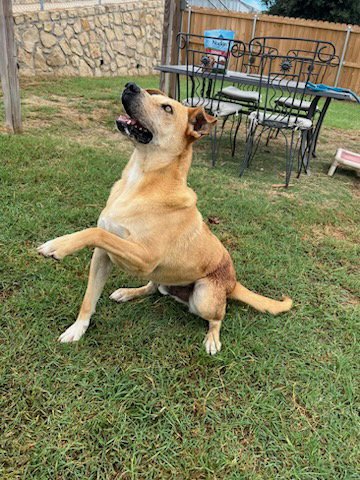 BILLY THE KID - Yellow Labrador Retriever available for adoption