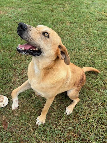 BILLY THE KID - Yellow Labrador Retriever available for adoption