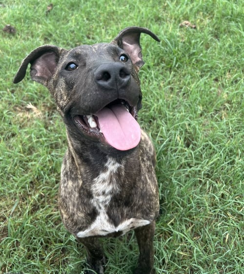 DEXTER DUCK - Black Mouth Cur / Carolina Dog available for adoption