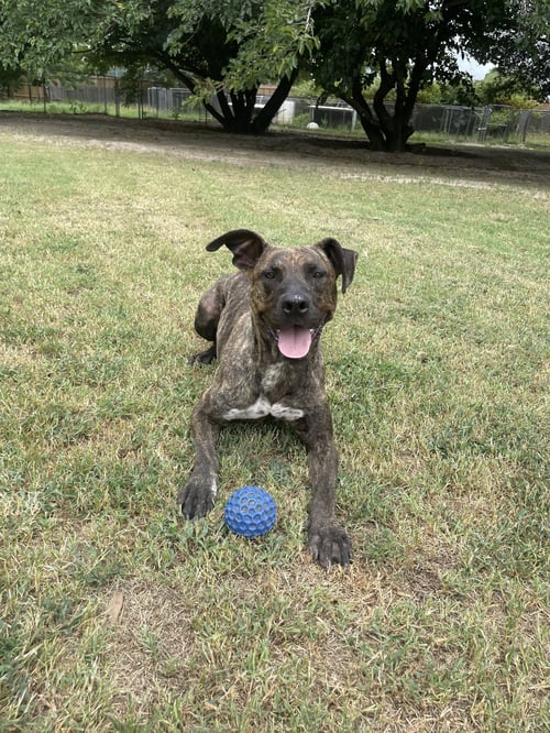 DEXTER DUCK - Black Mouth Cur / Carolina Dog available for adoption