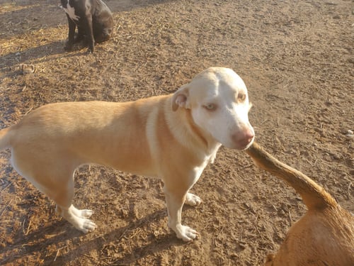 NOVA - Yellow Labrador Retriever available for adoption