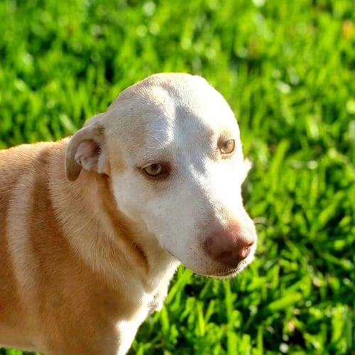 NOVA - Yellow Labrador Retriever available for adoption