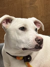 Ruger - Photo 2