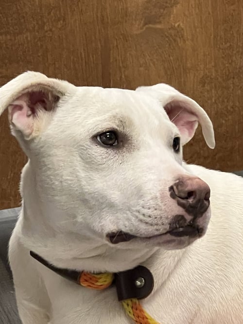 RUGER - American Pit Bull Terrier available for adoption