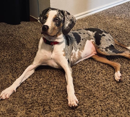 CYRUS - Catahoula Leopard Dog available for adoption