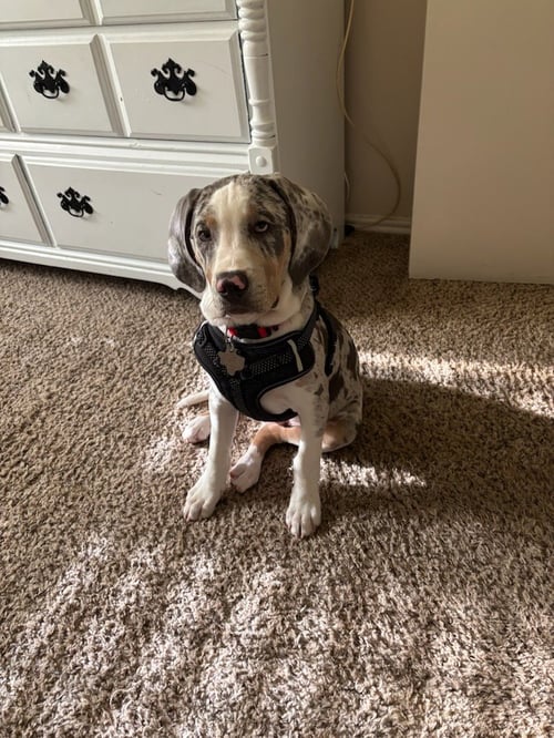 CYRUS - Catahoula Leopard Dog available for adoption