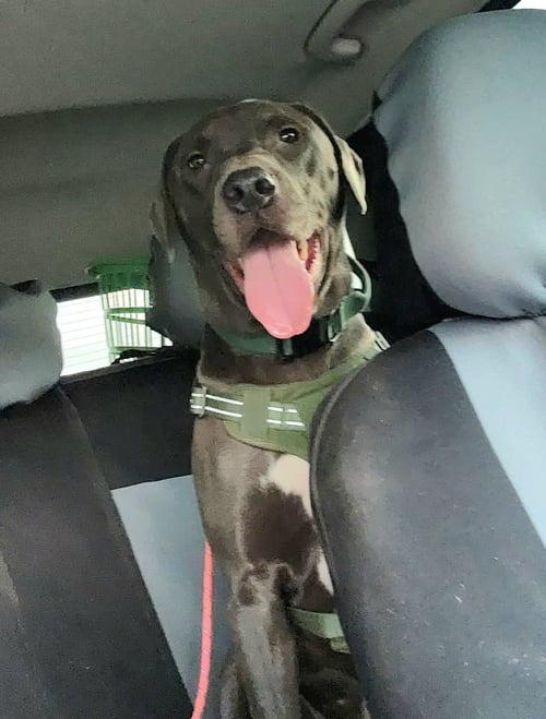 LINC - Yellow Labrador Retriever available for adoption