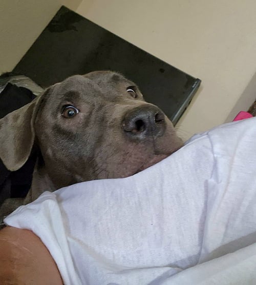 LINC - Yellow Labrador Retriever available for adoption