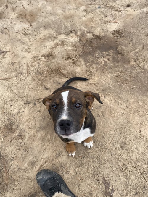 TIKE - Staffordshire Bull Terrier available for adoption