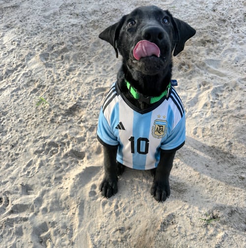 MESSI - Black Labrador Retriever available for adoption