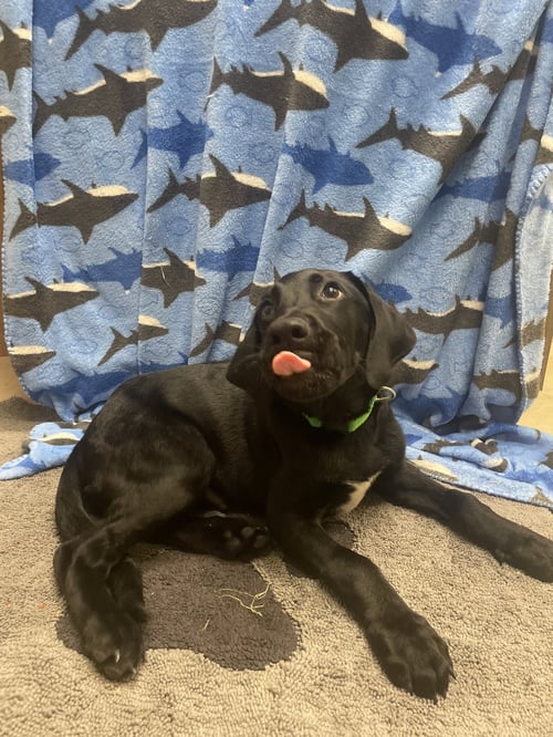 MESSI - Black Labrador Retriever available for adoption
