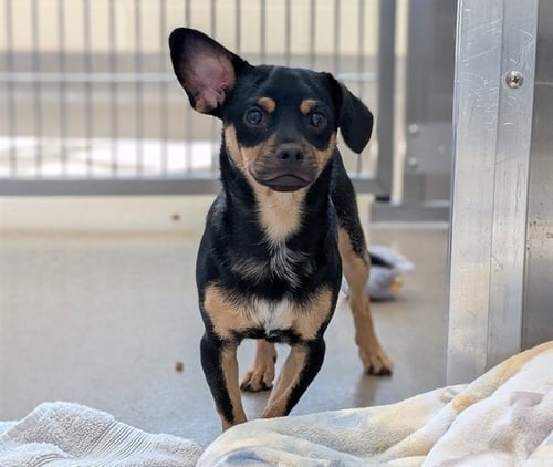 SHARK BAIT - Chihuahua available for adoption