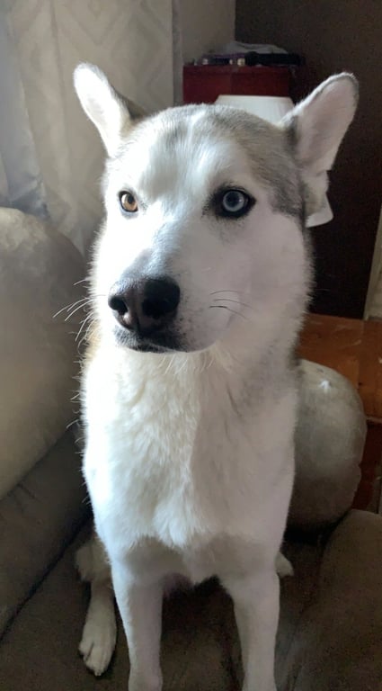 Jack Image