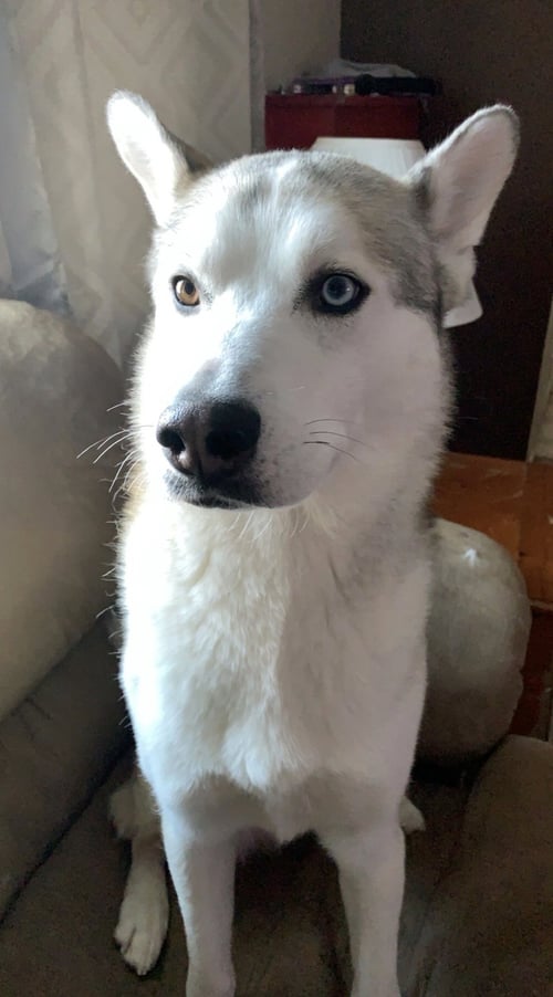 JACK - Siberian Husky available for adoption