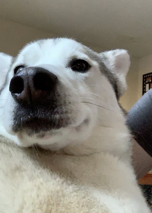 JACK - Siberian Husky available for adoption