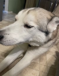 Jack - Photo 3