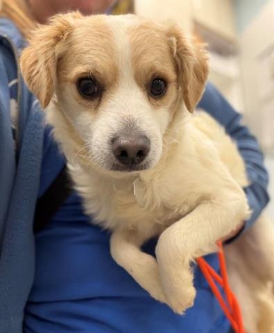 HAVARTI - Terrier available for adoption