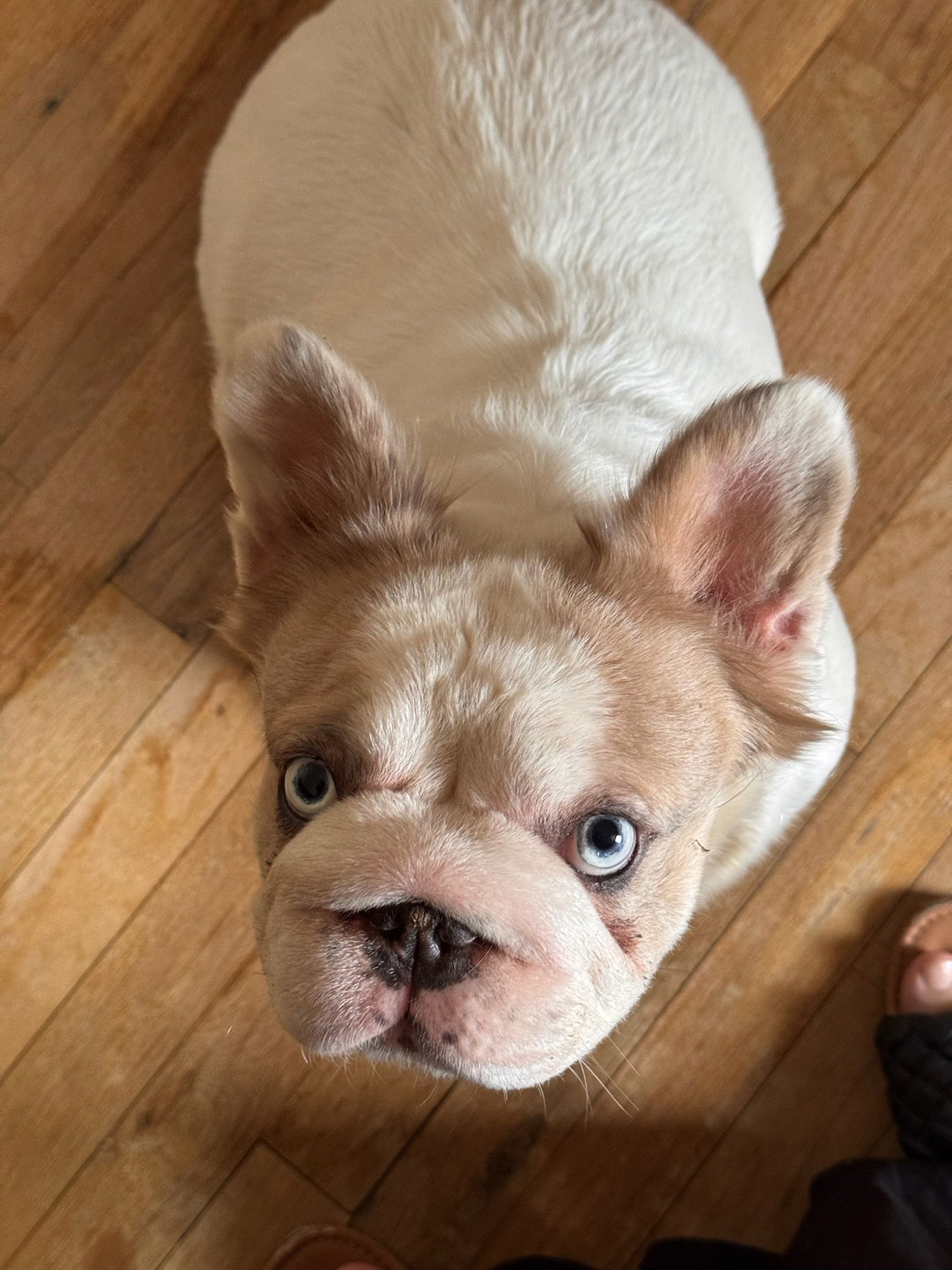 PIPPA - French Bulldog available for adoption