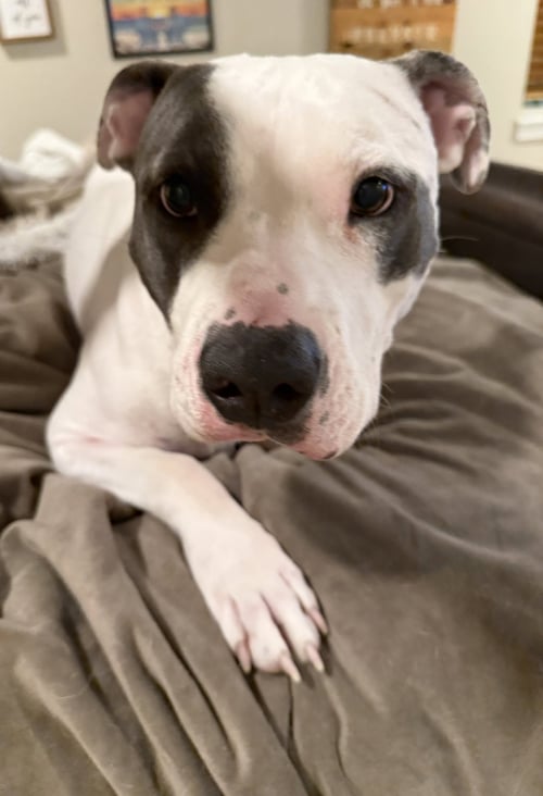 HERA - Pit Bull Terrier available for adoption