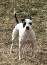 Hera - Photo 3