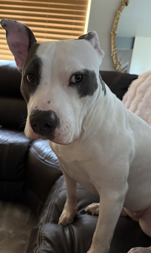 HERA - Pit Bull Terrier available for adoption