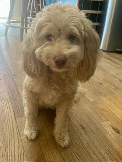 LUCY - Cockapoo available for adoption