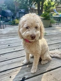 Lucy - Photo 2