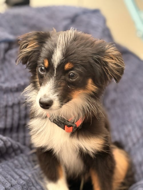 MUDFLAP - Australian Shepherd available for adoption