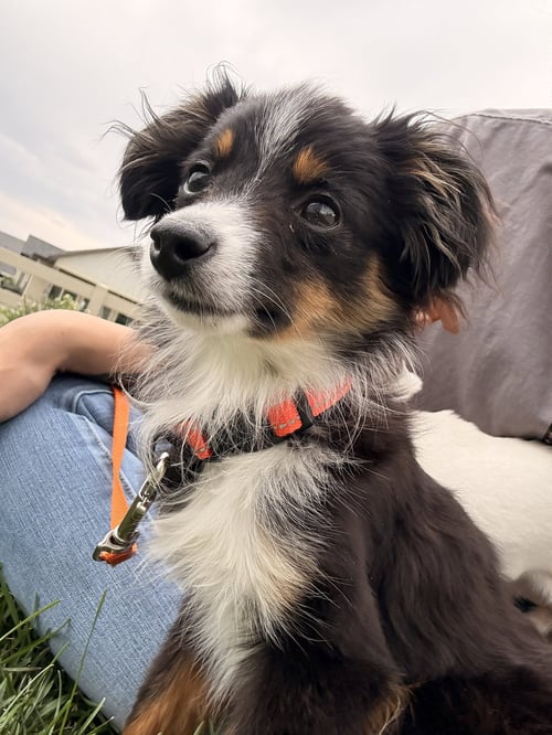 MUDFLAP - Australian Shepherd available for adoption