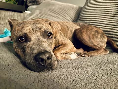 SAGE - American Pit Bull Terrier available for adoption