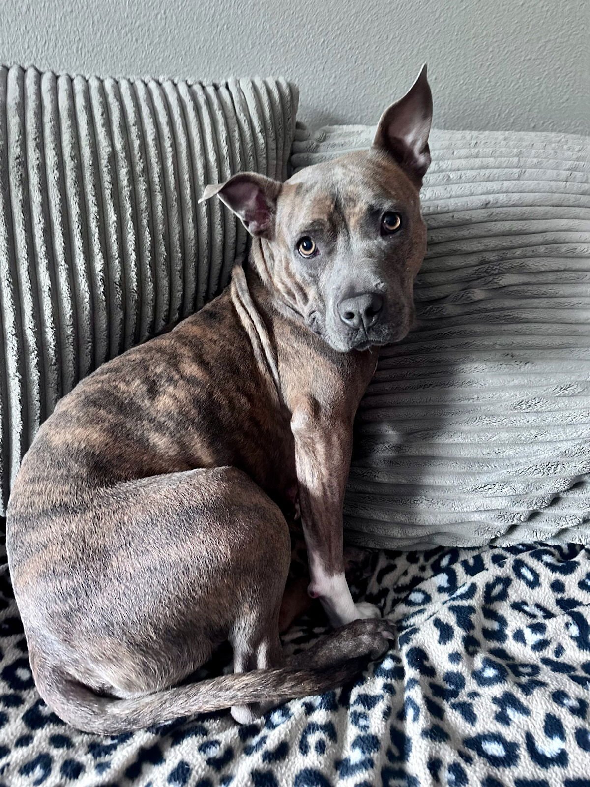 SAGE - American Pit Bull Terrier available for adoption