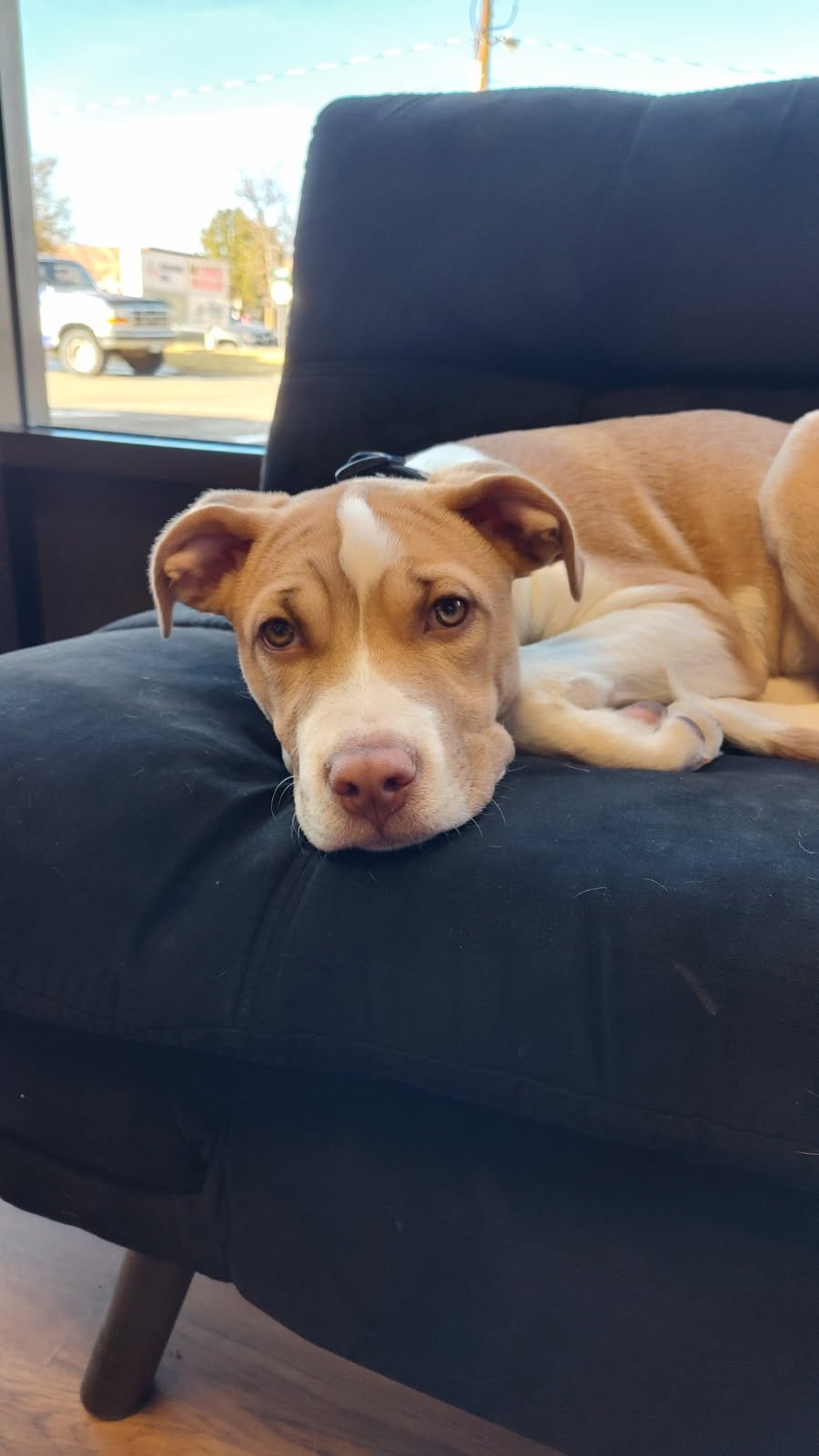 MARCIE - Unknown available for adoption