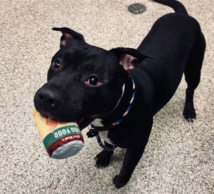 ROVER - Pit Bull Terrier available for adoption