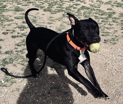 ROVER - Pit Bull Terrier available for adoption