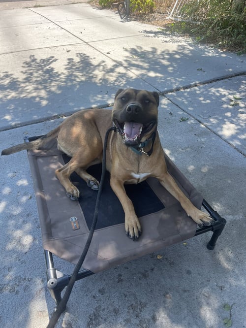 NALLA - Pit Bull Terrier available for adoption