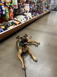 Nalla - Photo 4