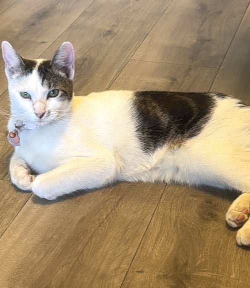 MONK - Domestic Short Hair for adoption in Fort Collins