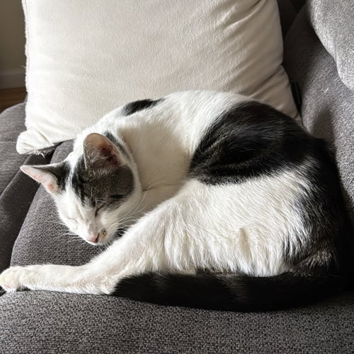 MONK - Domestic Short Hair available for adoption