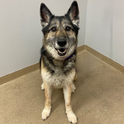MAX - German Shepherd Dog available for adoption