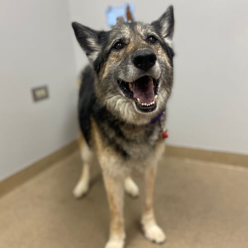 MAX - German Shepherd Dog available for adoption