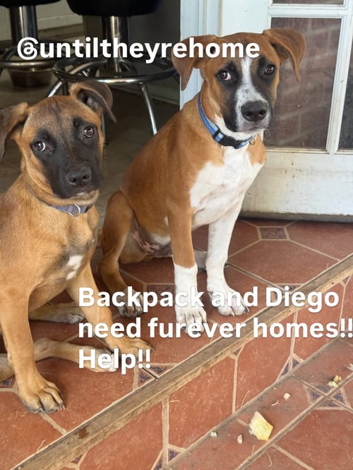 BACKPACK - Unknown available for adoption