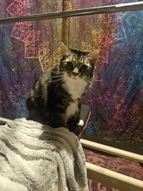 SIMBA