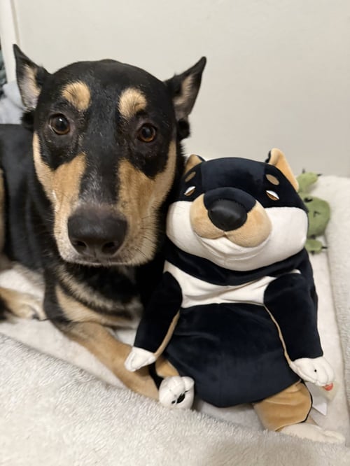 LUNA MEATBALL - Shepherd for adoption in Fort Collins