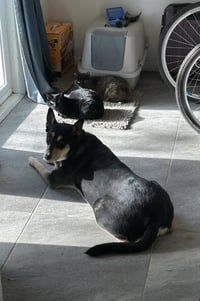 Luna Meatball - Photo 2