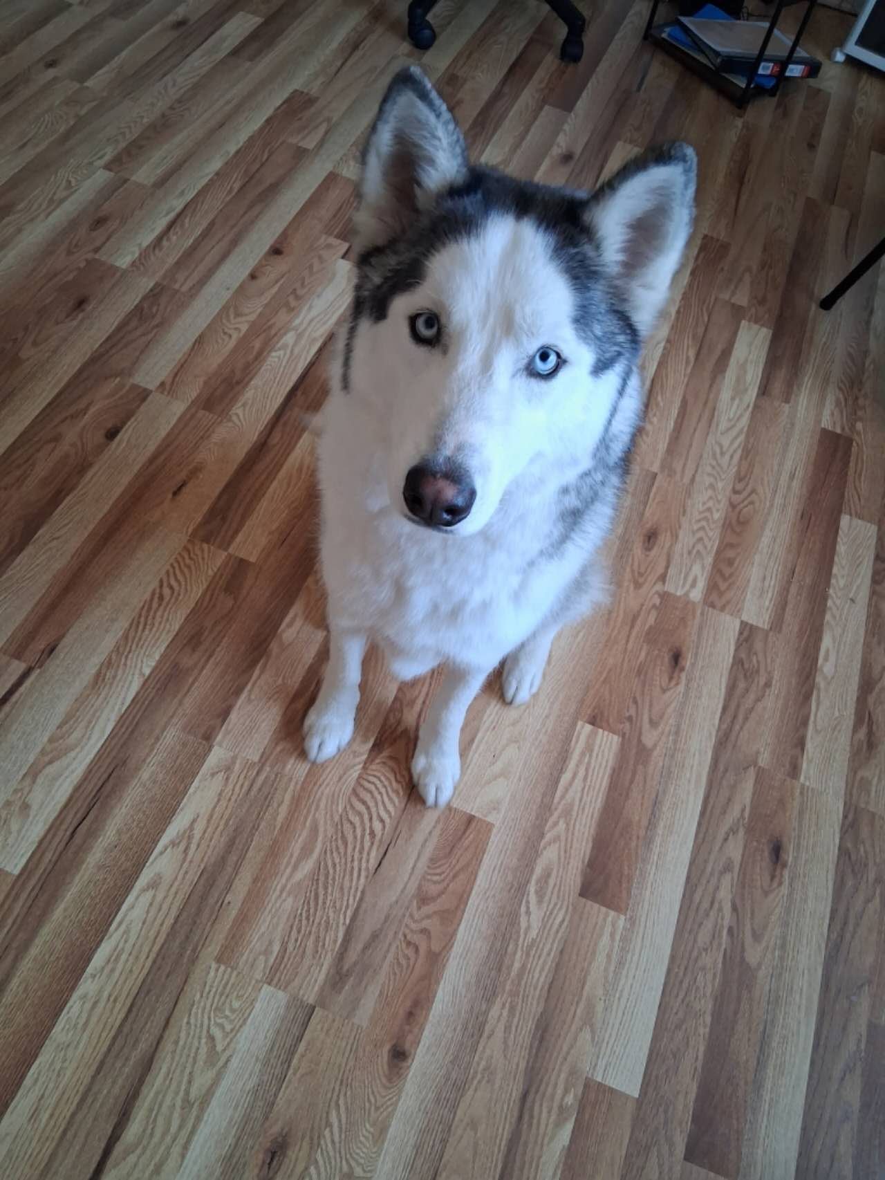 MAX - Husky available for adoption