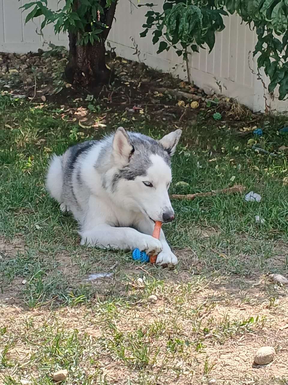 MAX - Husky available for adoption